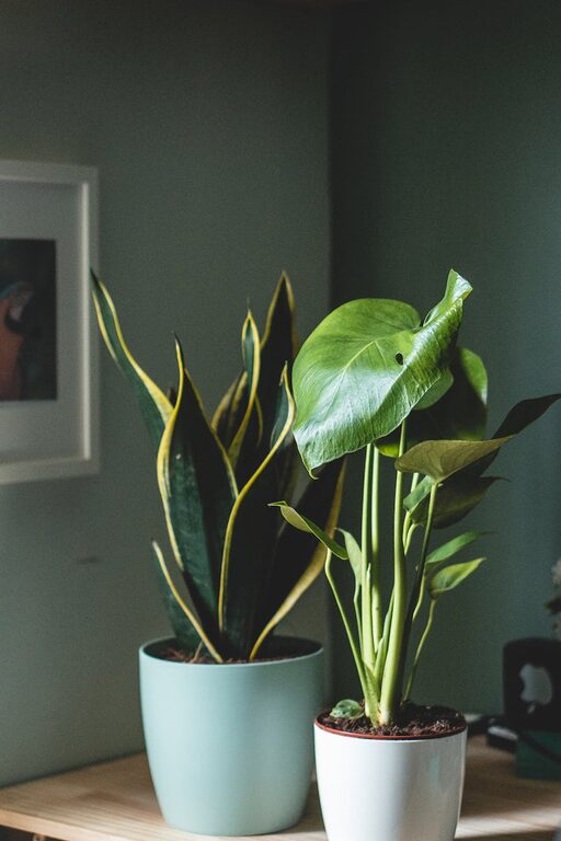 Consejos para cuidar plantas de interior saludables durante todo el año